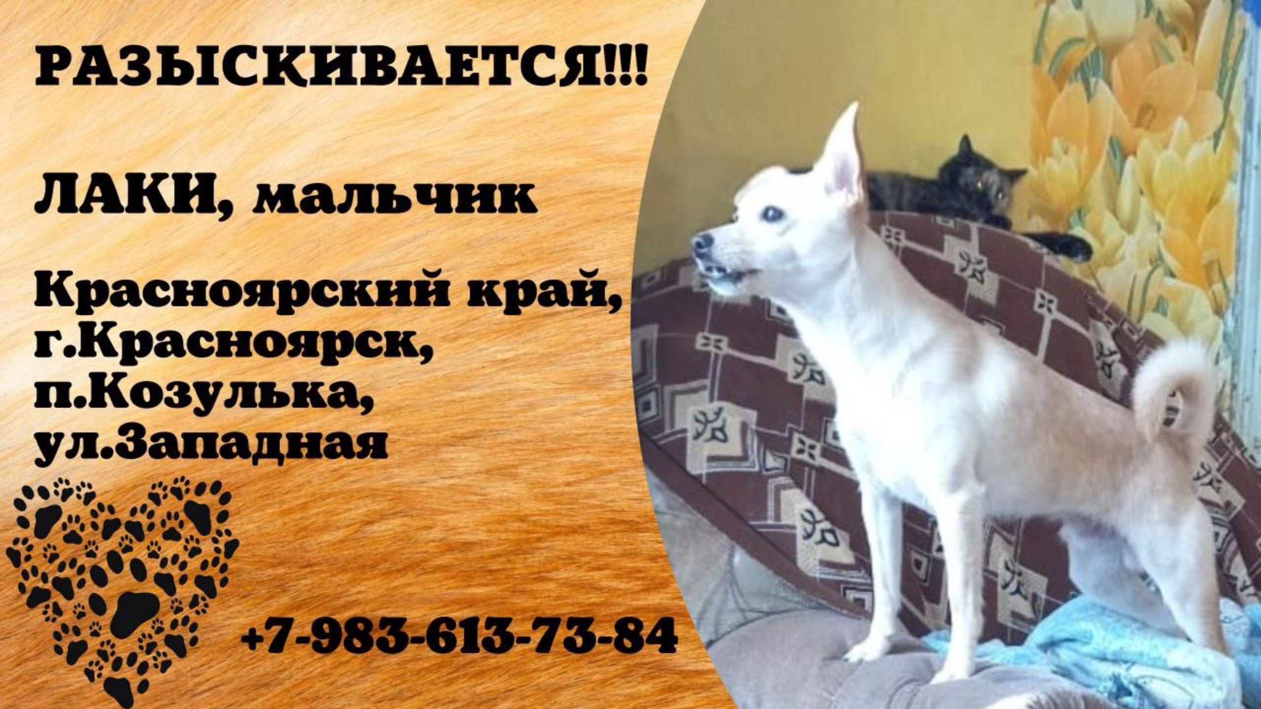 Пропала собака! ЛАКИ, мальчик. Красноярский край, г.Красноярск. п.Козулька.