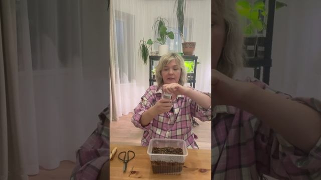 Черенкование голубики!