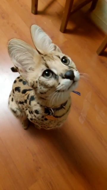 Ещё больше котиков в канале https://t.me/cotorai