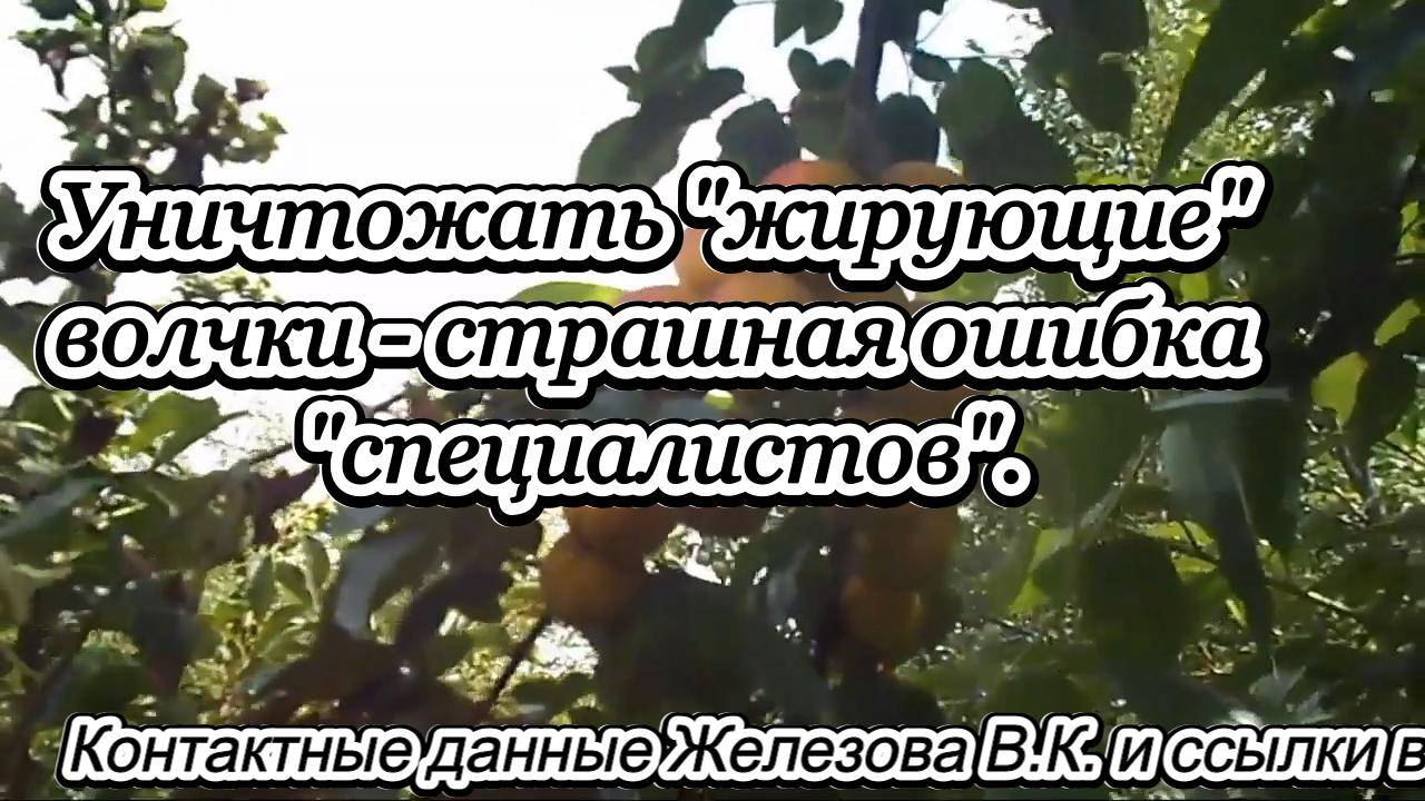 Уничтожать "жирующие" волчки- страшная ошибка "специалистов".