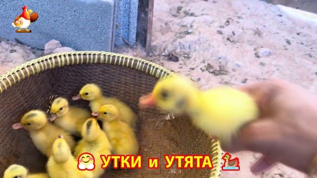 Утки с Утятами гармония во дворе 🦆🤗❣️(47)