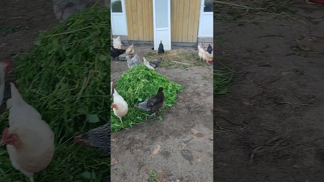 Плотный завтрак у курочек🐔