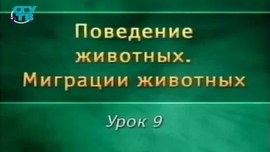 Миграции животных # 9. Миграция китов, тюленей, черепах