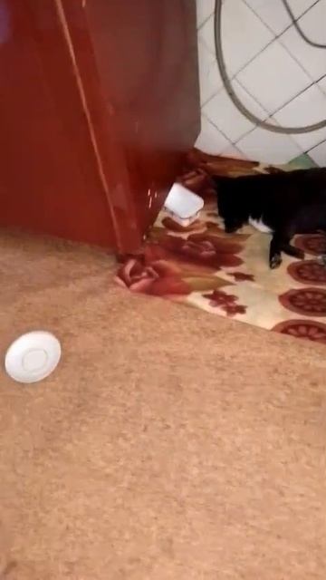Баксик:"Как же  я обиделся! 
Ни погрызть,ни поиграть.
Лягу в уголочек.
Буду мирно спать."