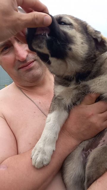 девочка уехала в Комсомольск,  подарок соседу,  от дубль вязки гороч и гюрза