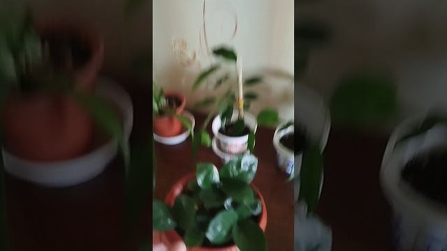 набор раст муз
