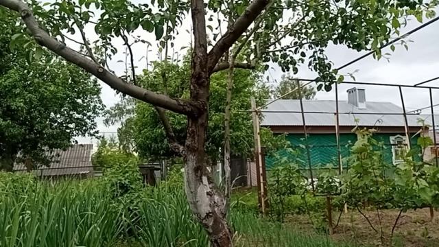 Лук плачет не от вас, а от правильного полива!
