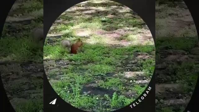 video (1).mp4