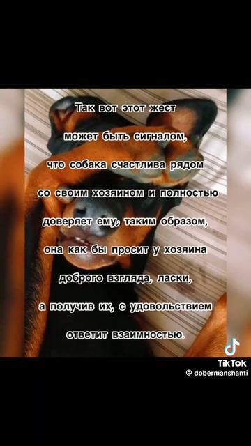 почему собака закрывает нос лапами???