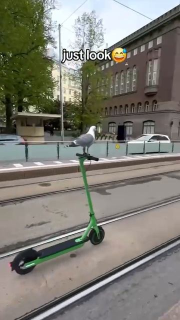 Птица едет на самокате