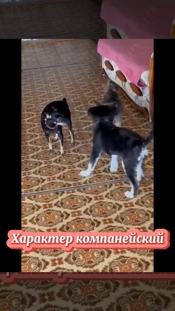 Воспитанный щенок