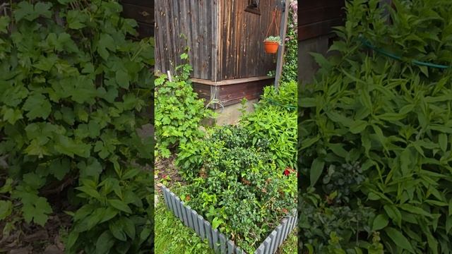 8 июня дача утро | Растение без ухода | находка этого лета! КНЯЖИК