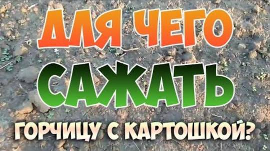Совместная посадка картофеля и горчицы: сидераты на грядке в 2025 году