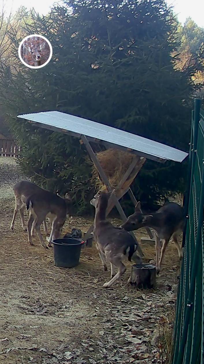 молодая лань кусает олененка #лань #животные #deervader