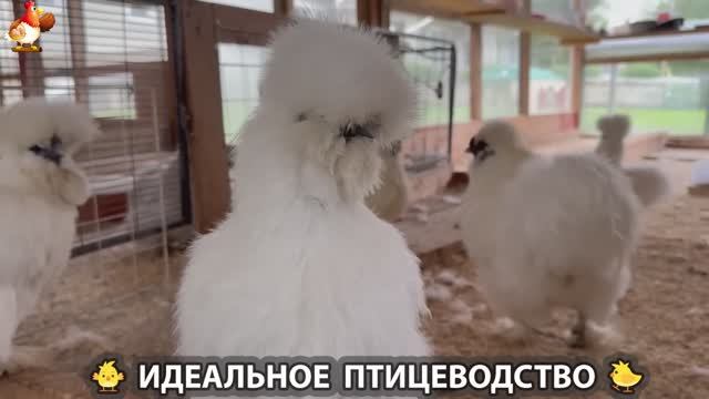 Идеальное птицеводство достойно восхищения 🐓🦆🦢🦚🦃🐔 эпизод (235)