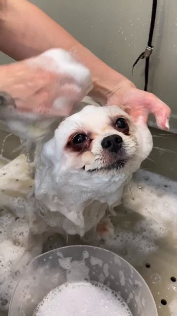 Собака умывака