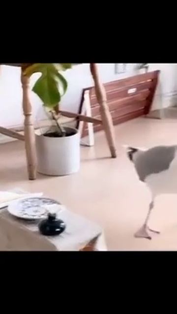 Местная тарелочница 🤣