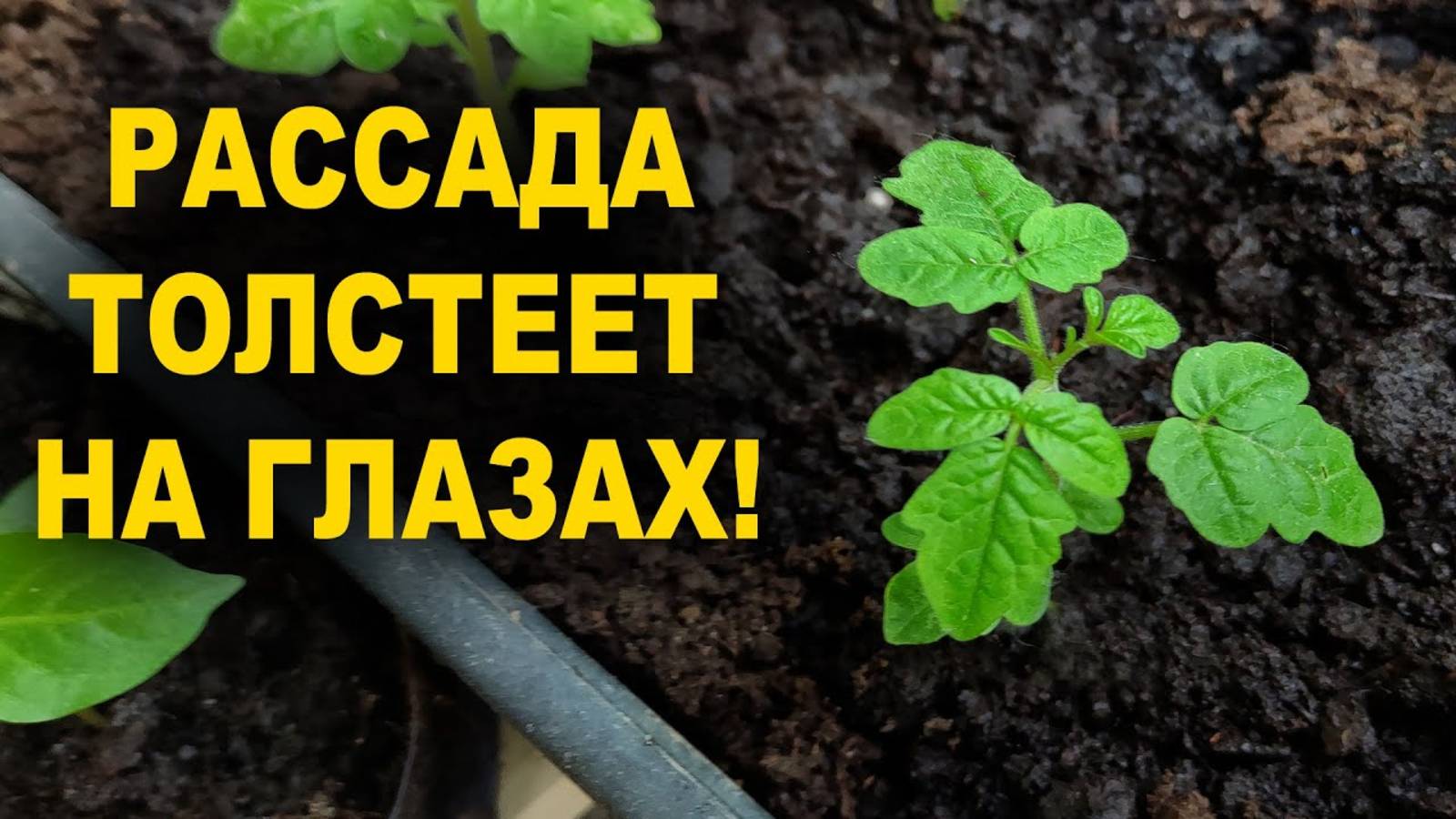 Рассада толстеет на глазах! Подкормка для рассады томатов, перца и огурцов!