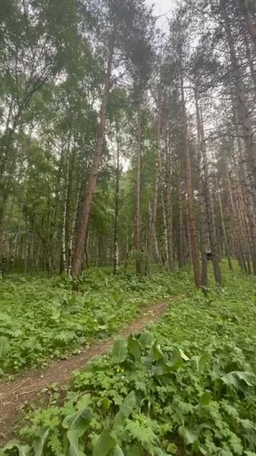 Дорога к поляне Терра. Алматы. Казахстан.