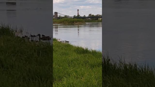 Утка с утятами