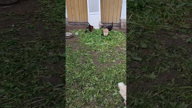 Чем ещё заниматься в деревне 🏡 если идут дожди🌧 Курочки довольны