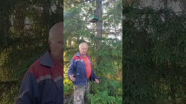 Ловля диких роёв