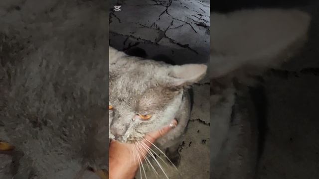 Чудесное исцеление шотландского котика