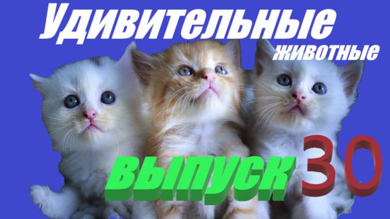 Удивительные животные выпуск 30 #кошки #приколы #музыка