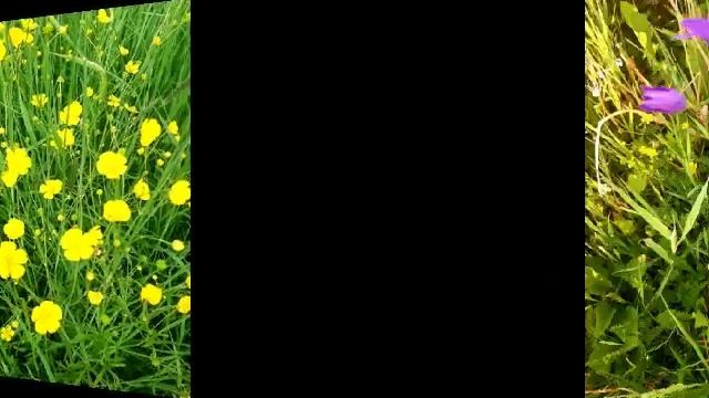 Люблю июньские пейзажи. Как прекрасен месяц июнь!💜💕💚🧡💛🌺💞.mp4