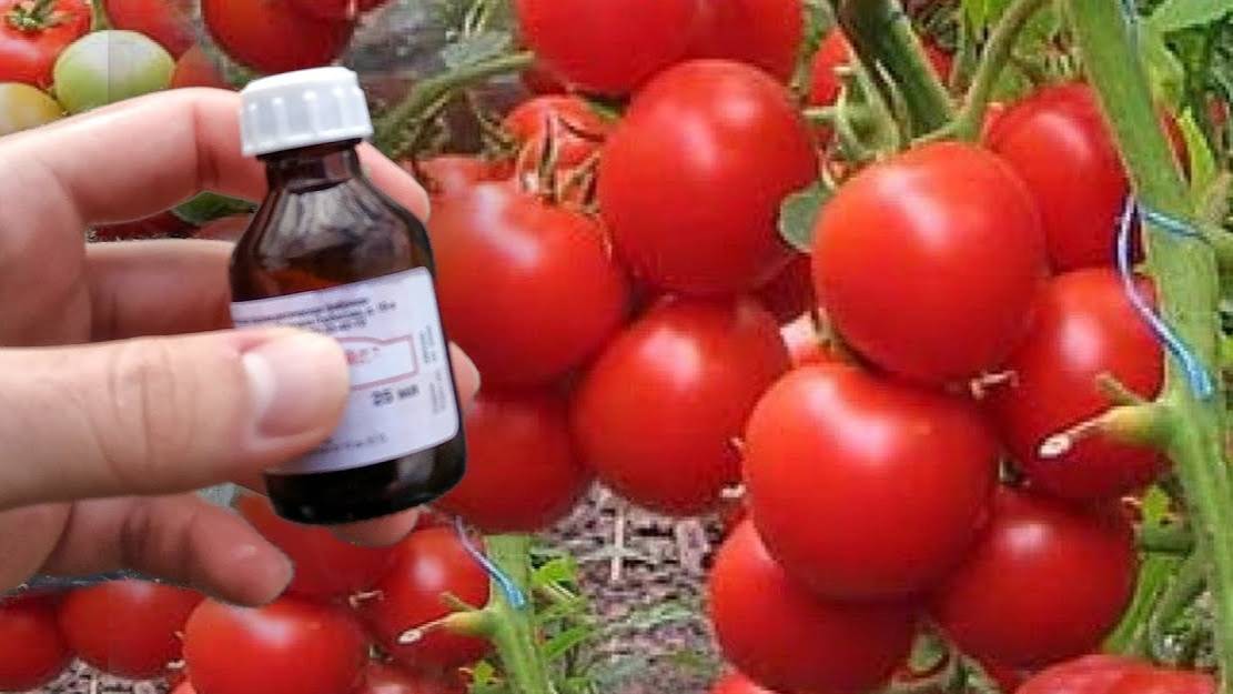 🌿 Секрет июньской подкормки помидоров: растим без фитофторы и с обильным плодоношением!