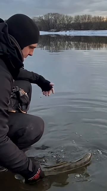 СКУЧАЮ ПО ЗИМНЕМУ СПИННИНГУ…
