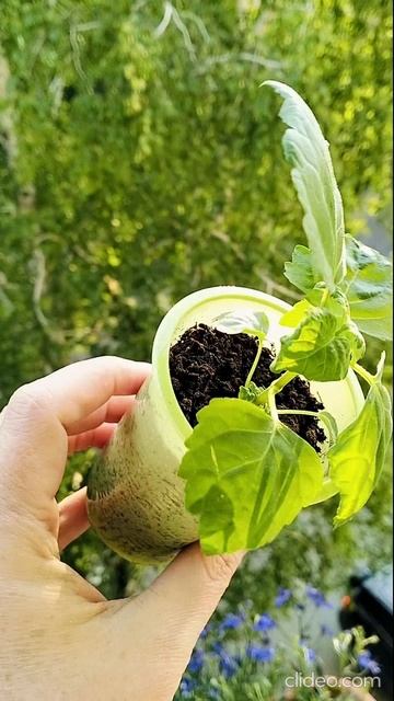 https://www.avito.ru/irkutsk/rasteniya/pachuli_sazhenets_7412046540
саженец Пачули