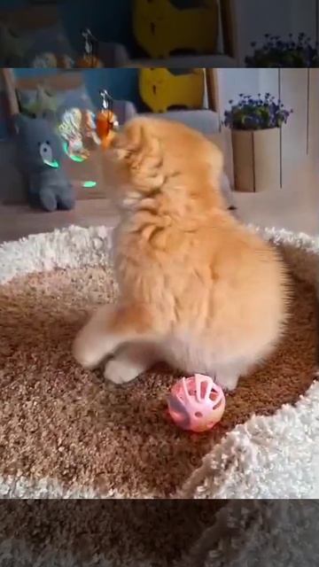 VID-20250514-WA0108