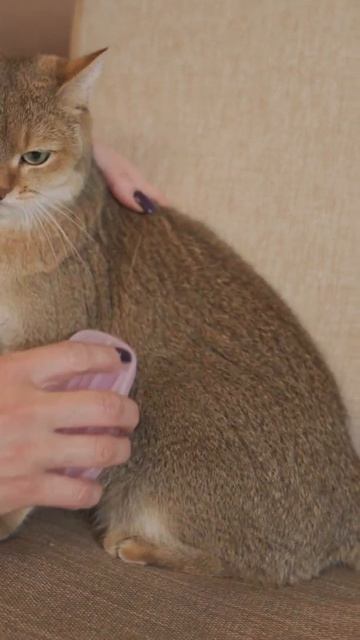 Ультрасиликоновая щётка Japan Premium Pet для удаления шерсти, розовая. 61136