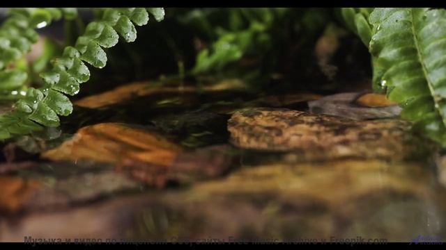 Мелодия проникает в кровь вместе с видом облаков - The Quiet Sound Of Disappearing -- Taylor Poe --