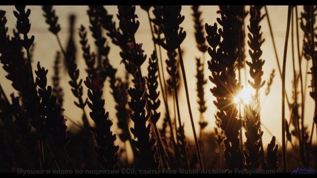 Когда музыка и природа создают что-то необъяснимое... - Yallery Brown -- Nutmeg -- Lore!