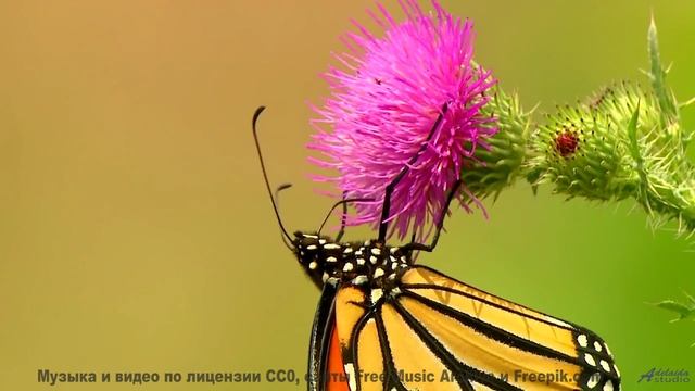 Клип, созданный искусственной гравитацией - как это возможно - Worry -- Small Tall Order -- Easily
