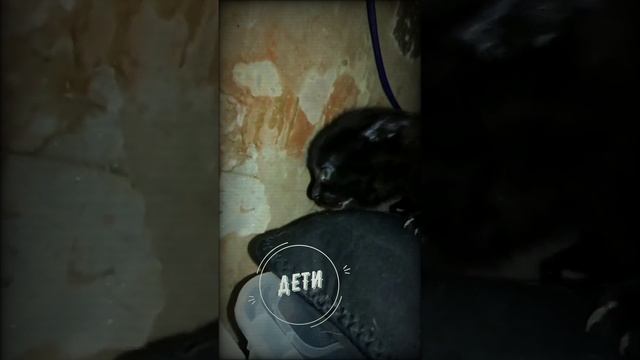 ЧЕРНЫЕ БРИТАНЧИКИ