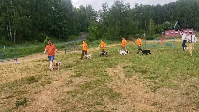 7.06.2025. Русские спаниели. Суки-старшая группа. 131 Московская выставка охотничьих собак.