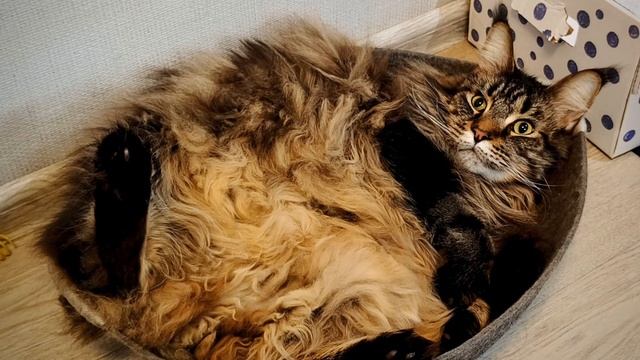 Котик отдыхает.