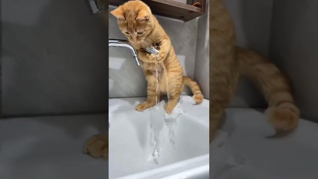 Котики