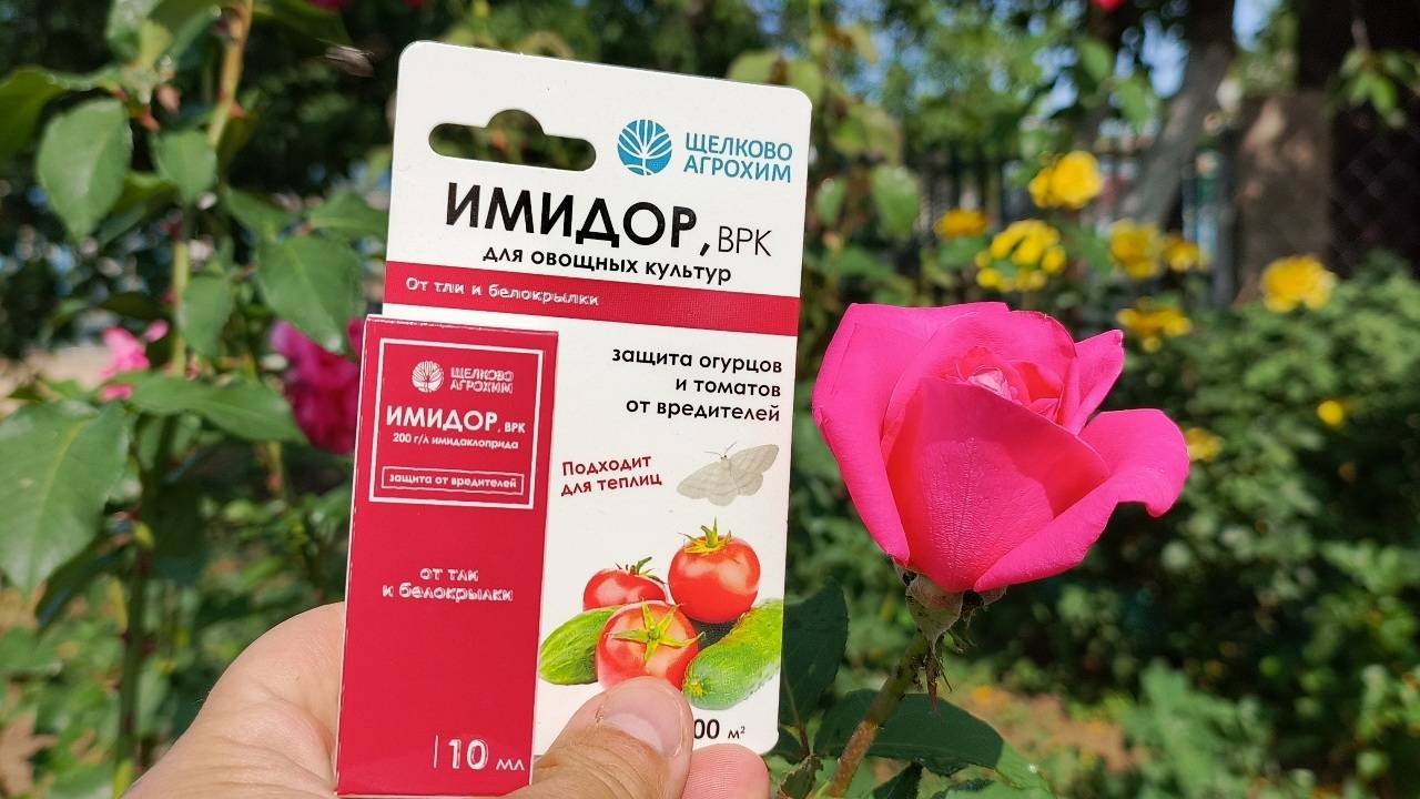 ИМИДОР – УБИВАЕТ ВСЁ? Реальный тест на розах, огурцах и перце. Результат шокировал!