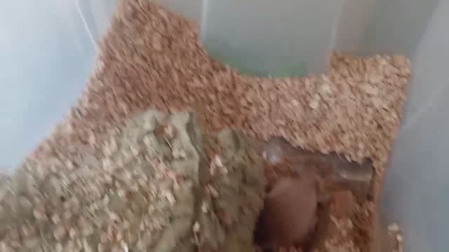 Просто будни с песчанками
