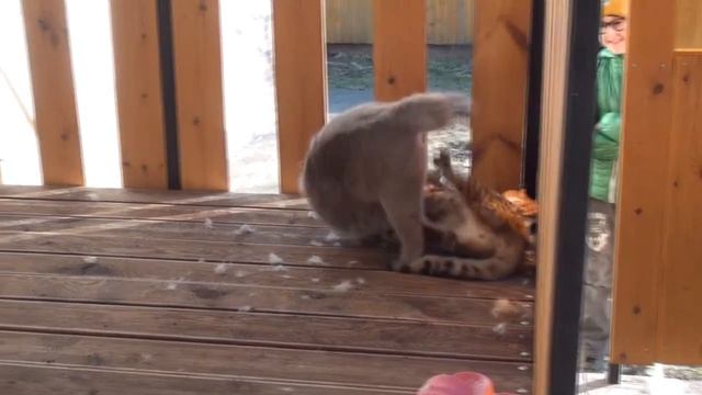 ДРАКА КОТОВ. Быстро, жостко, чётко...