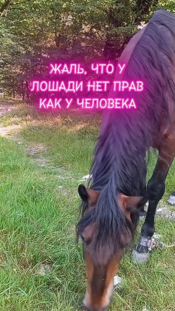 Погладила лошадь в Поляне.mp4