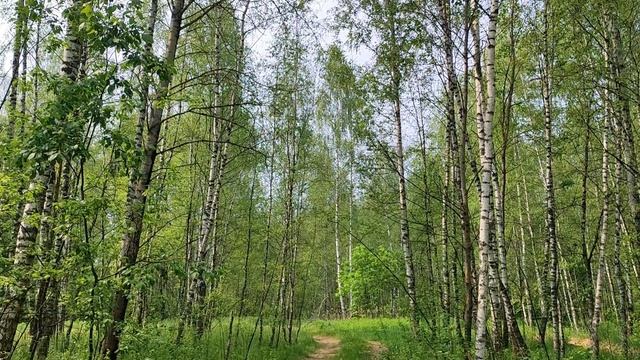 Подмосковные березы. Березовая роща. Березы. Июнь 2025