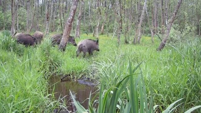 Кабаны видео фотоловушки