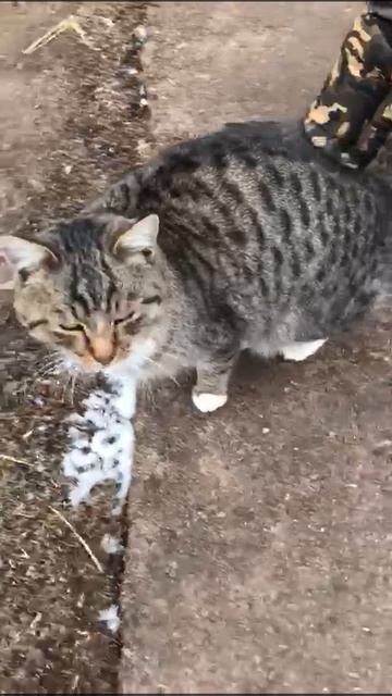 Мой любимый кот Мурзик❤