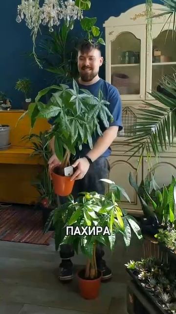 Растения с редким поливом
