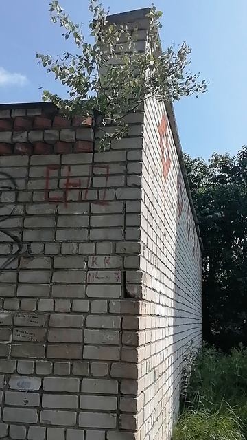 где хочу там и расту,дерево выросло на крыше.